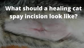 Spaying involves major surgery, and is through this incision, the veterinarian gains access to the cat's reproductive organs. What Should A Healing Cat Spay Incision Look Like The Kitty Expert