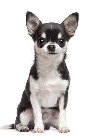 Chihuahua Dog 7 Months Old Sitting Against White Backgroun Chihuahua Dog 7 Months Old Sitting Against White Backgr Chihuahua Chihuahua Dogs Chihuahua Love