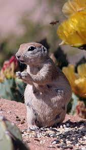 Check spelling or type a new query. The Art Of Paying Attention Round Tailed Ground Squirrels Azpm