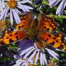 Image result for Cayratia gracilis