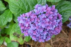 Image result for Cercospora hydrangea