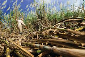 E10, a fuel mixture of 10% anhydrous ethanol and 90% gasoline sometimes called gasohol typical warning placed in the fuel filler of u.s. Sugarcane Ethanol Benefits Mapped Out For Latin America Scidev Net
