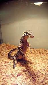 Tripod Argus Monitor Varanus Panoptes Horni Pet Lizards Cute Reptiles Reptiles Pet