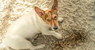 Es gibt keine weitere details zu dieser frage. Haushaltstrick So Verschwindet Der Geruch Von Hunde Urin Endgultig Aus Deinem Teppich Bunte De