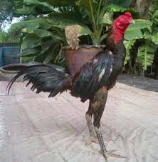 Tehnik Terbaik Ayam Bangkok Aduan Ayam Juara Ayam Bangkok Kandang Ayam