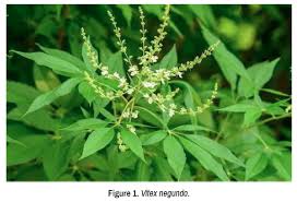 Image result for Vitex madiensis