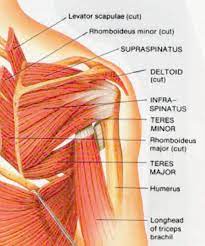 The posterior muscles of the shoulder: Staff Participates In Shoulder Disorders Course