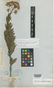 Image result for Vernonanthura polyanthes