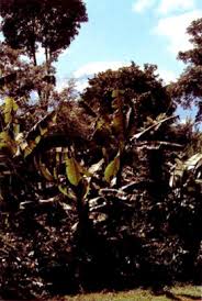 But you don't actually need much to get started and we'll show. Home Gardens An Overview Sciencedirect Topics