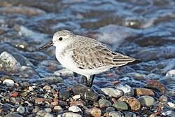 Image result for Lijndenia sp. cf barteri