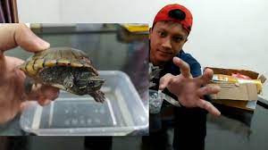 Unboxing Kura Kura Terkecil Di Dunia Stinkpot Unboxing The Smallest Water Turtle In The World Youtube