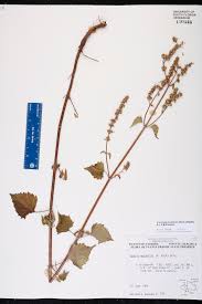 Image result for Cantinoa