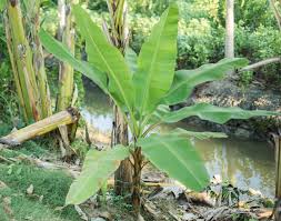 Asexual reproduction produces new individuals without the fusion of gametes, genetically identical to the parent plants and each other,. How Do Bananas Reproduce Garden Eco
