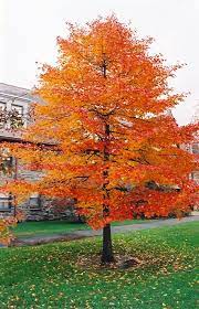I have a black gum that i bought in a pot in the spring about 7 years ago. Pin On Arboles Y Arbustos En General
