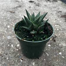 Image result for Haworthia limifolia