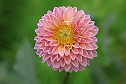 Image result for Dahlia sp. (cultivar)