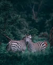 Maybe you would like to learn more about one of these? 5 Reasons To Go On An African Safari By Find My Mojyo Medium