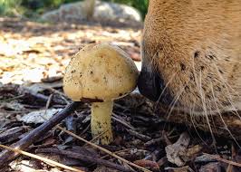 Amanita virosa mushrooms, or death angel mushrooms, are highly toxic to dogs and humans. This Common Mushroom Is Deadly For Your Dog The Dog People By Rover Com