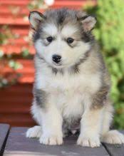 Alaskan malamute · bastrop, tx. Kelowna Alaskan Malamute Puppies Dogs Puppies For Sale Classifieds At Eclassifieds 4u
