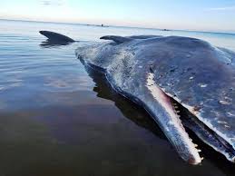 Macrocephalus) dimanfaatkan oleh sekelompok masyarakat di indonesia, tepatnya masyarakat lamalera yang terdapat di pulau lembata, nusa tenggara timur. Seekor Paus Sperma Terdampar Di Perairan Timor Kenapa Sering Terjadi Mongabay Co Id