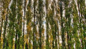 Usually it pretty windy, and in the winter it's snowy and pretty cold. Options For Windy Location General Fruit Growing Growing Fruit