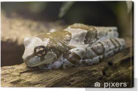 In this case, marble has been installed seamlessly from the floor to the walls. Amazon Milk Frog Phrynohyas Resinifictrix Canvas Print Pixers We Live To Change