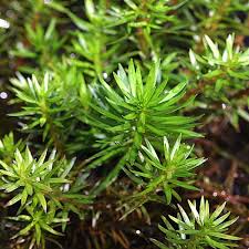 Image result for Rotala mexicana