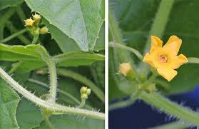 Cucumbers are easy to grow from seeds sown directly into the garden, but for northern gardeners with short growing seasons. Mouse Melon Or Mexican Sour Cucumber Melothria Scabra Wisconsin Horticulture