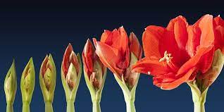 Amaryllis Flower How Long Do Amaryllis Flowers Last Seriously Flowers