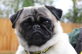 Washington county, cornelius, or read more ». Adopt A Dog Boggle Pug Dogs Trust Dog Adoption Dogs Dogs Trust