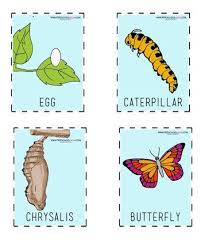 Free Butterfly Printables For Preschool Butterfly Life Cycle Preschool Butterfly Life Cycle Kindergarten Insects Preschool