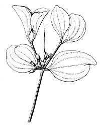 Image result for Psychotria articulata