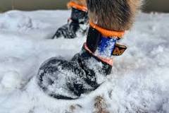 7 Best Dog Shoes and Boots of 2026 (Tested)