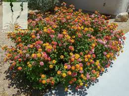 Confetti Plant Related Keywords Suggestions Confetti Plant Long Tail Keywords Fleurs Plein Soleil Jardins Fleurs