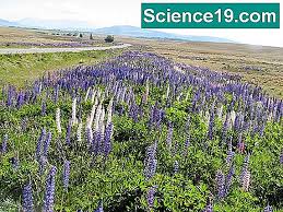 Check spelling or type a new query. Plantes Et Animaux En Voie De Disparition Au Costa Rica Portail Multimedia Scientifique Et Populaire 2021