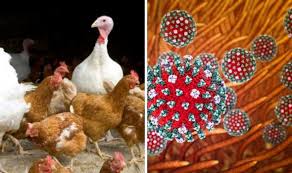 Bird flu, or avian influenza, is a virus that affects birds and can be spread quickly from one bird to another. Bird Flu Symptoms How Many People Died Of Bird Flu Is Bird Flu Contagious Express Co Uk