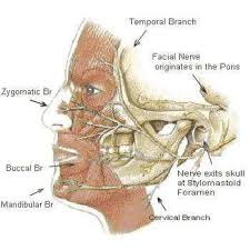 Bell S Palsy Explained In Simple Terms 7th Cranial Nerve Nervus Facialis Facial Nerve Bells Palsy Nerve