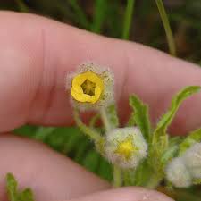 Image result for Hermannia grandistipula