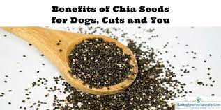 Benefits Of Chia Seeds For Dogs Cats And Us Chia Benefits Chia Seeds Benefits Seeds Benefits