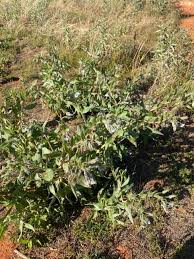 Image result for Trichodesma zeylanicum