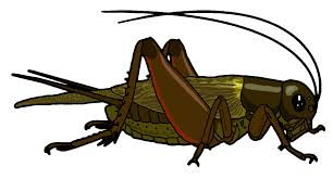Insect Cricket Clipart Cricket Insect Insect Clipart Crickets Insect