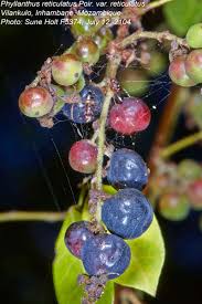 Image result for Phyllanthus reticulatus