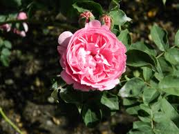 A robust repeat flowering rose which has strong bushy growth is hard to beat especially if it has a rich perfume like louise odier. File Wikimedia Bourbon Rose Louise Odier Dscn9323 Jpg Wikimedia Commons