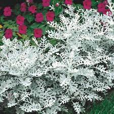 Dusty Miller Plant How To Grow This Beautiful Silvery Plant In 2021 Dusty Miller Low Maintenance Plants Flower Landscape