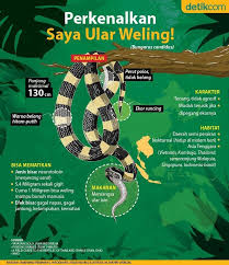 Perkenalkan Saya Ular Weling Pendidikan Kesehatan Ular Infografis