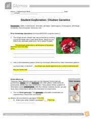 Chickens can be stored in cages for future breeding, and the statistics of feather color are reported every time the chickens breed. Chickengenetics Rafael Ab Name Rafael Angel Bello Date Student Exploration Chicken Genetics Vocabulary Allele Codominance Dominant Genotype Course Hero