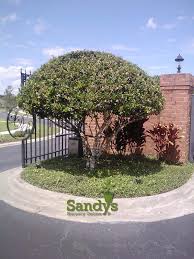 Image result for Ligustrum lucidum