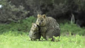 Animals Islands Australia Baby Animals Quokka Happy Animals Animals Funny Animals
