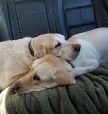 Labby angels american lab rescue needs your help so we can save a life, one dog at a time! Adopt A Dog As A Pet Neads World Class Service Dogs