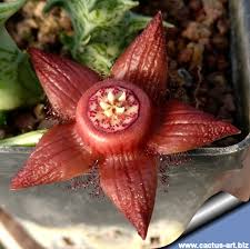 Image result for Duvalia polita